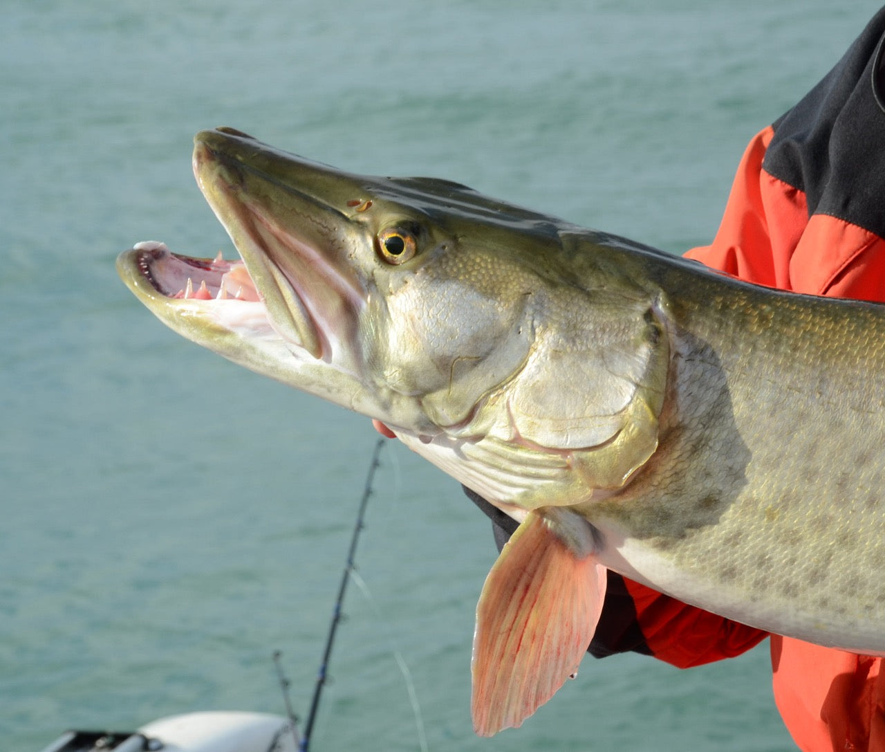 Opening day fish. - Musky, Tiger Musky & Pike (ESOX) - Lake Ontario United  - Lake Ontario's Largest Fishing & Hunting Community - New York and Ontario  Canada