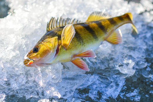 Staff Picks: Top 3 Perch Lures for Ice Fishing