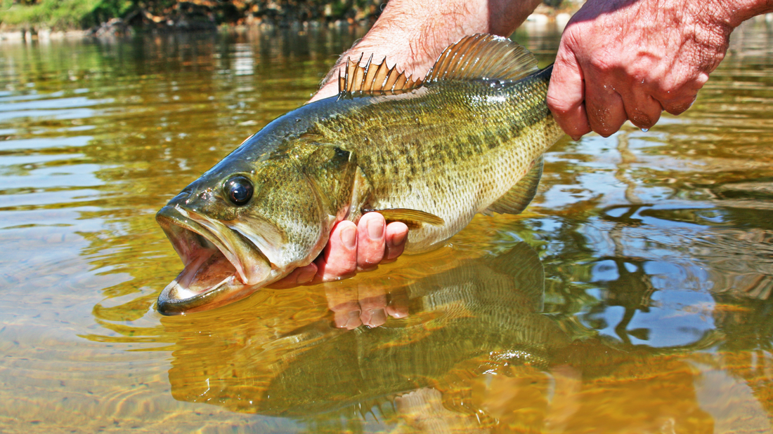 Bass-Fever: Can't Miss Canadian Bass Location Guide for 2025