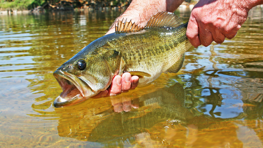Bass-Fever: Can't Miss Canadian Bass Location Guide for 2025