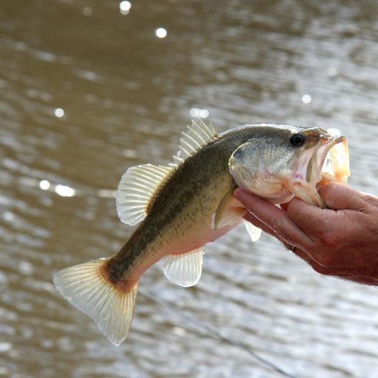 Largemouth vs. Smallmouth Bass: How to Tell the Difference