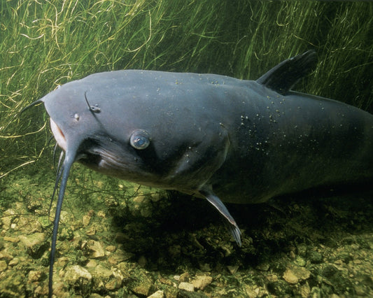 The Ultimate Guide to Catfish Fishing in Ontario
