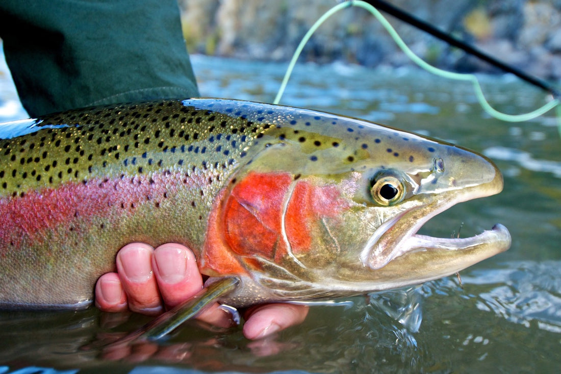 The Ultimate Guide to Steelhead Fishing in Ontario