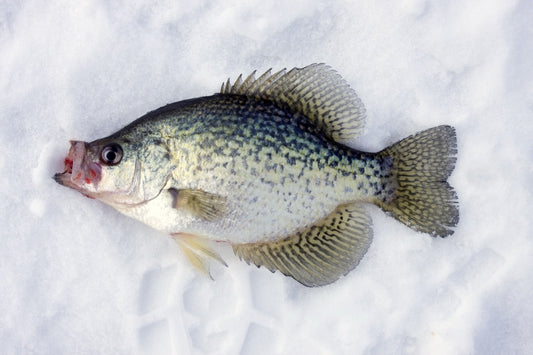 Staff Picks: Top 3 Crappie Lures for Ice Fishing