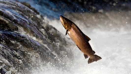 What You Should Know About Different Spawning Cycles in Ontario