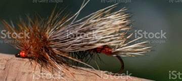 Fly