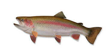 Steelheading Fishing Gear