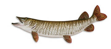 Musky Fishing Gear