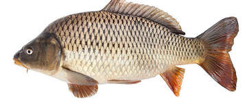 Carp & Catfish Fishing