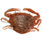 Berkley Gulp! Peeler Crab - 2in