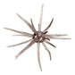 Hag's Prickly Pear 19 mm