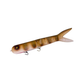 Musky Innovations Dyin Dawg