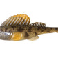 Megabass Dark Sleeper 3"