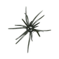 Hag's Prickly Pear 9.9mm
