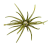 Hag's Prickly Pear 9.9mm - Lonestar Disco