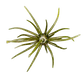 Hag's Prickly Pear 9.9mm