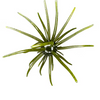 Hag's Prickly Pear 9.9mm - Hag's Pumpkin