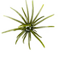 Hag's Prickly Pear 9.9mm