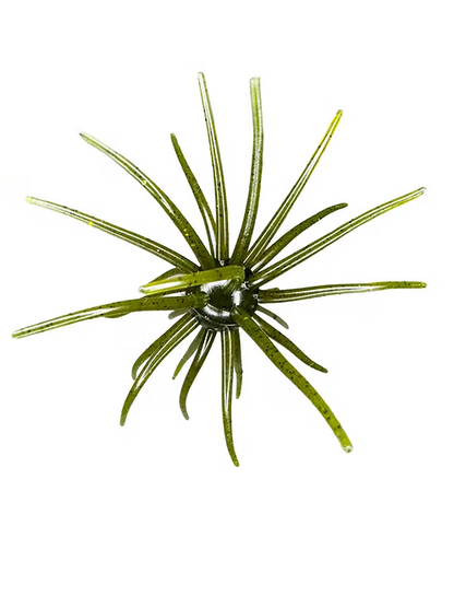 Hag's Prickly Pear 19 mm