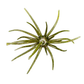 A green glittery artificial seaweed or coral branch decoration with multiple thin radiating strands, isolated on a white background.