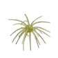 Hag's Prickly Pear 9.9mm