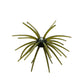 Hag's Prickly Pear 9.9mm