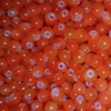 6mm Glass Beads - 104 Natural Dark Orange